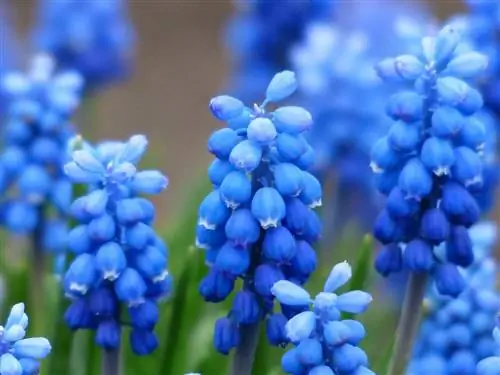 Как посадить и ухаживать за мускари?