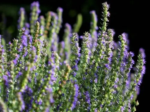 иссоп растение