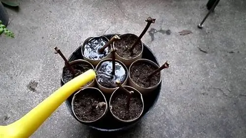 Размножение одревесневшими черенками