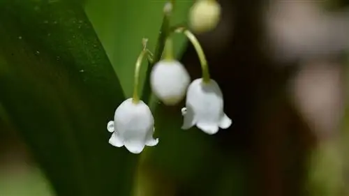ландыш