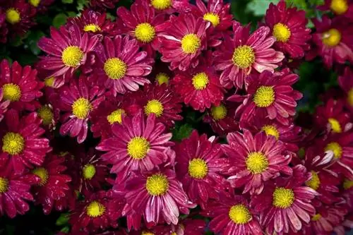 Хризантема морифолиум