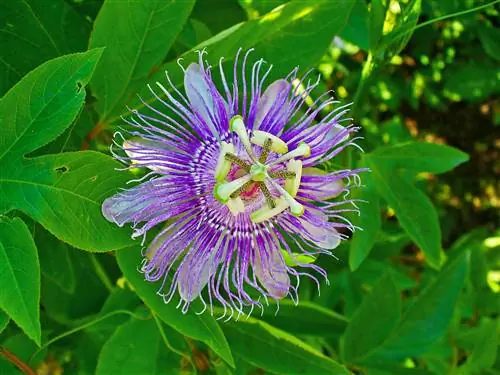 Как ухаживать за Passiflora incarnata?