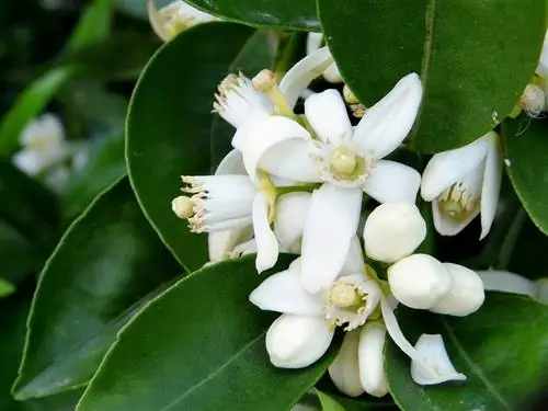 Цитрусовые китайские