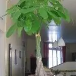 Pachira aquatica, очень интересное комнатное растение