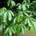 Листья взрослого дерева пахиры