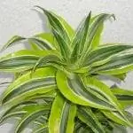 Образец Драцены