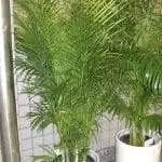 Лютесценс дипсиса