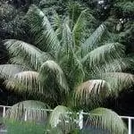 Вид экземпляра Kentia