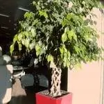 фикус бенджамина