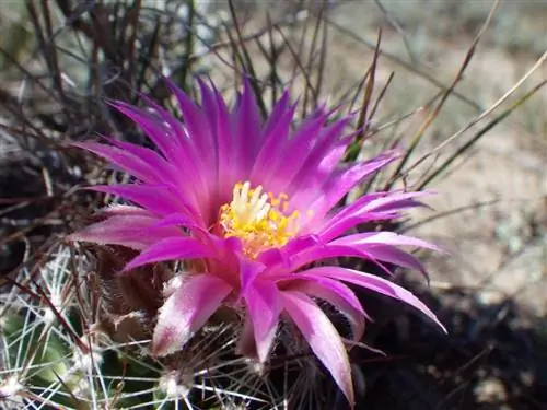 Корифанта живородящая