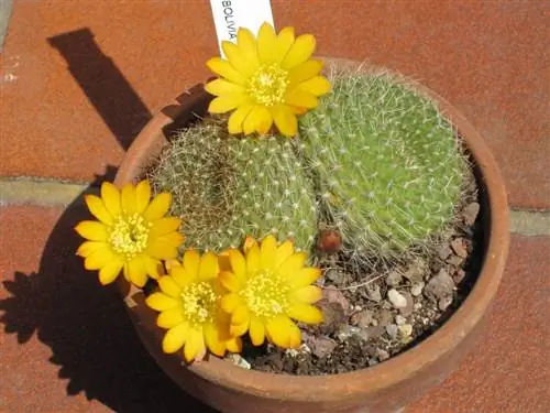 Ребуция марсонери