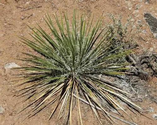 юкка глаука