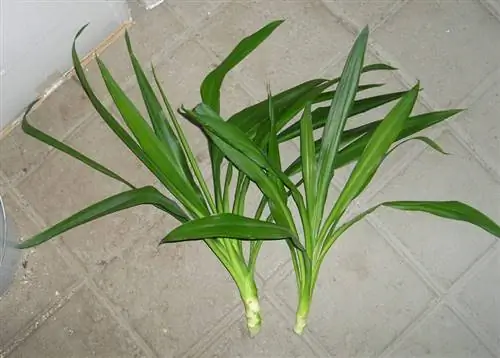 Черенки юкки