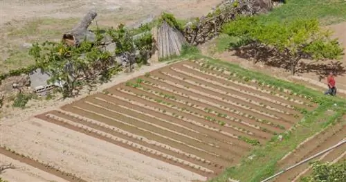 фруктовый сад в Испании