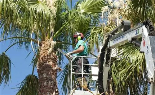 обрезка пальмы