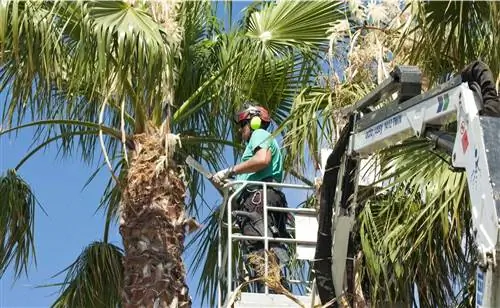 Когда и как обрезают пальмы?