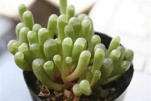 аурантиака фенестрария