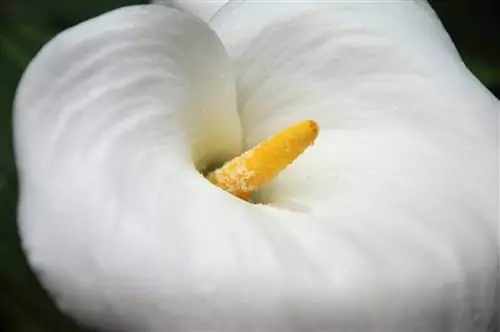 Как вы ухаживаете за кувшинками?