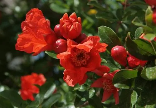 пуника гранатум