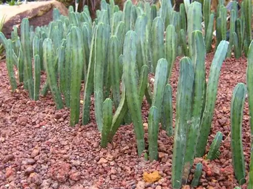 вулканическая порода