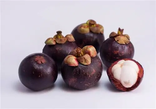 Тропические деревья: мангустин