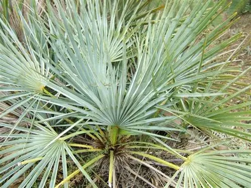 Chamaerops humilis вар. Арджентеа