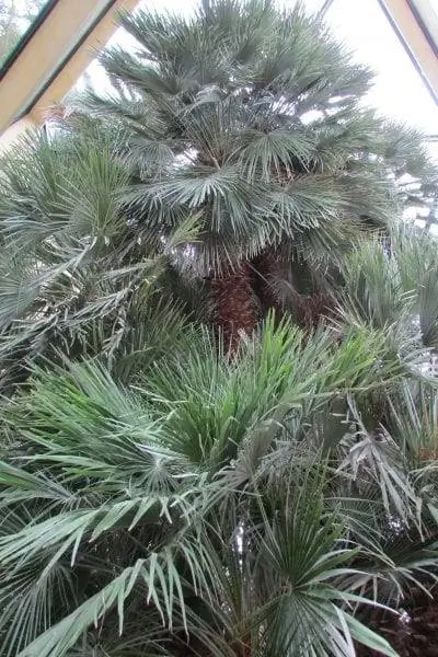 ладонь Гёте