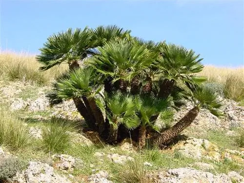 Пальметто, Chamaerops humilis