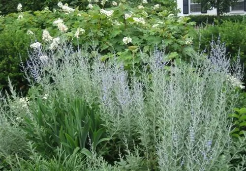 Как создать сад из ароматических растений