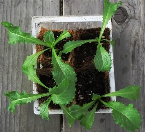 рассада эндивия