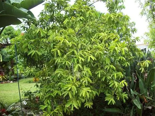 Аннона муриката