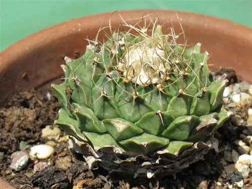 Обрегония Денегрии