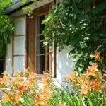 Растения рядом с домом