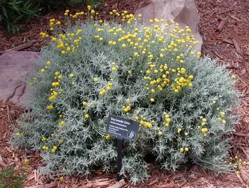 Как вы ухаживаете за сантолиной хамаеципариссус?