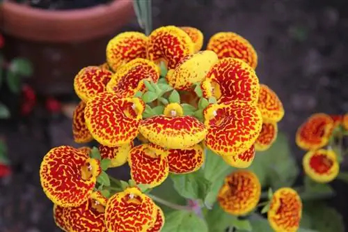 Кальцеолярия в цвету