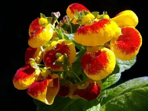 Кальцеолярия