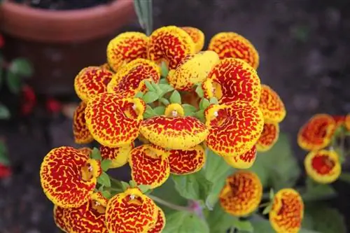 Как вырастить маленькие туфли