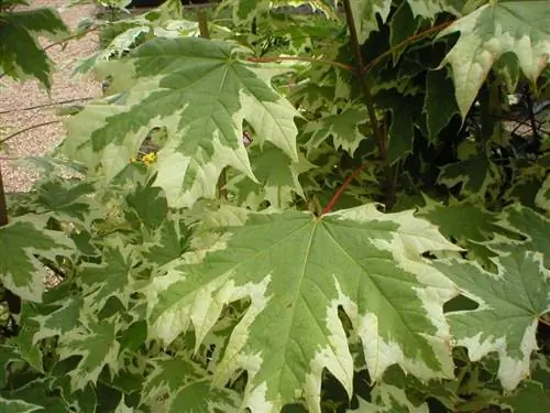 Изображение A. platanoides ''Drummondii'' - Chewvalleytrees.co.uk