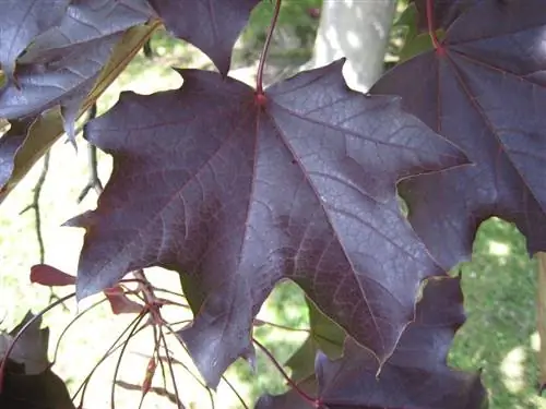 A. platanoides ''Шведлери''