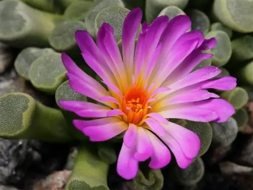 Эффектная маленькая Frithia pulchra
