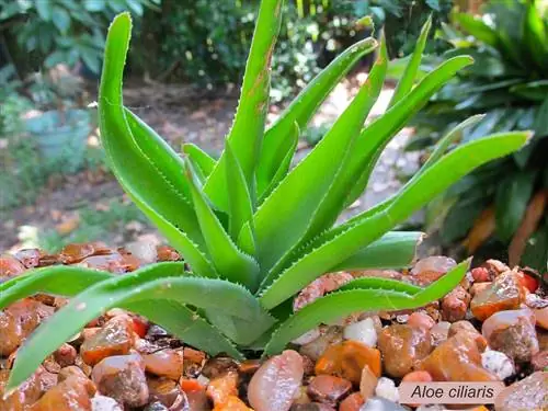 Почему полезно иметь Aloe ciliaris или Aloe Aloe?