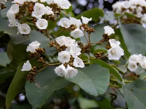 Изображение - zimbabweflora.co.zw