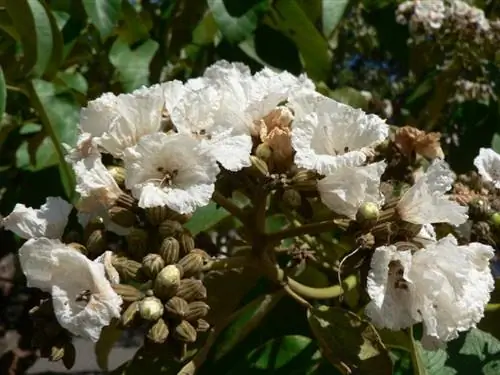 Знакомство с деревьями Африки: Cordia africana