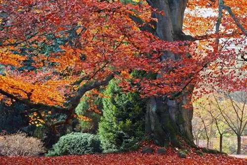 fagus_sylvatica_purpurea