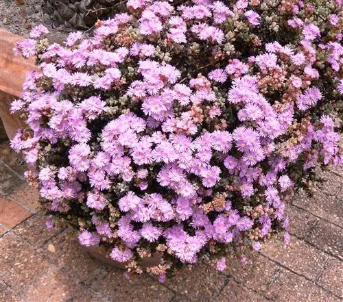 Oscularia deltoides, все, что вам нужно знать