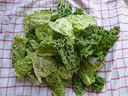 листовая капуста
