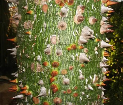 Ствол Ceiba speciosa