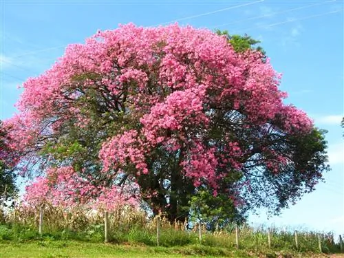 Chorisia speciosa, дерево с красивыми цветами