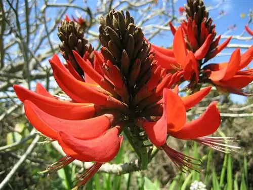 Характеристики и уход за Erythrina caffra или Coral Tree