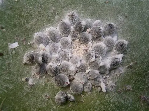 мокрица мокрица